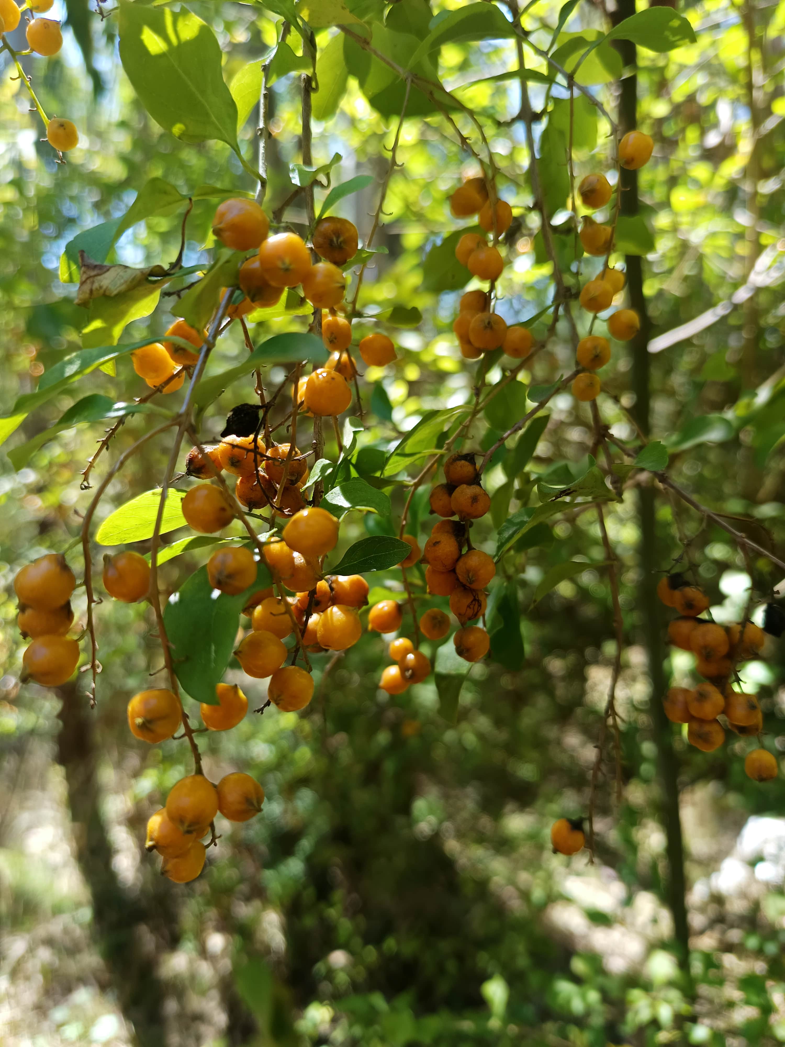 Forests and Food
